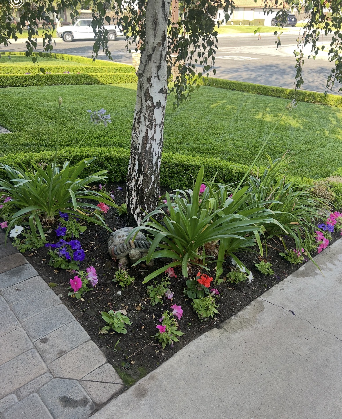 Plants