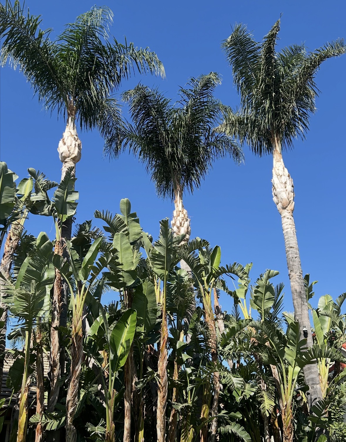 Tree Trimming